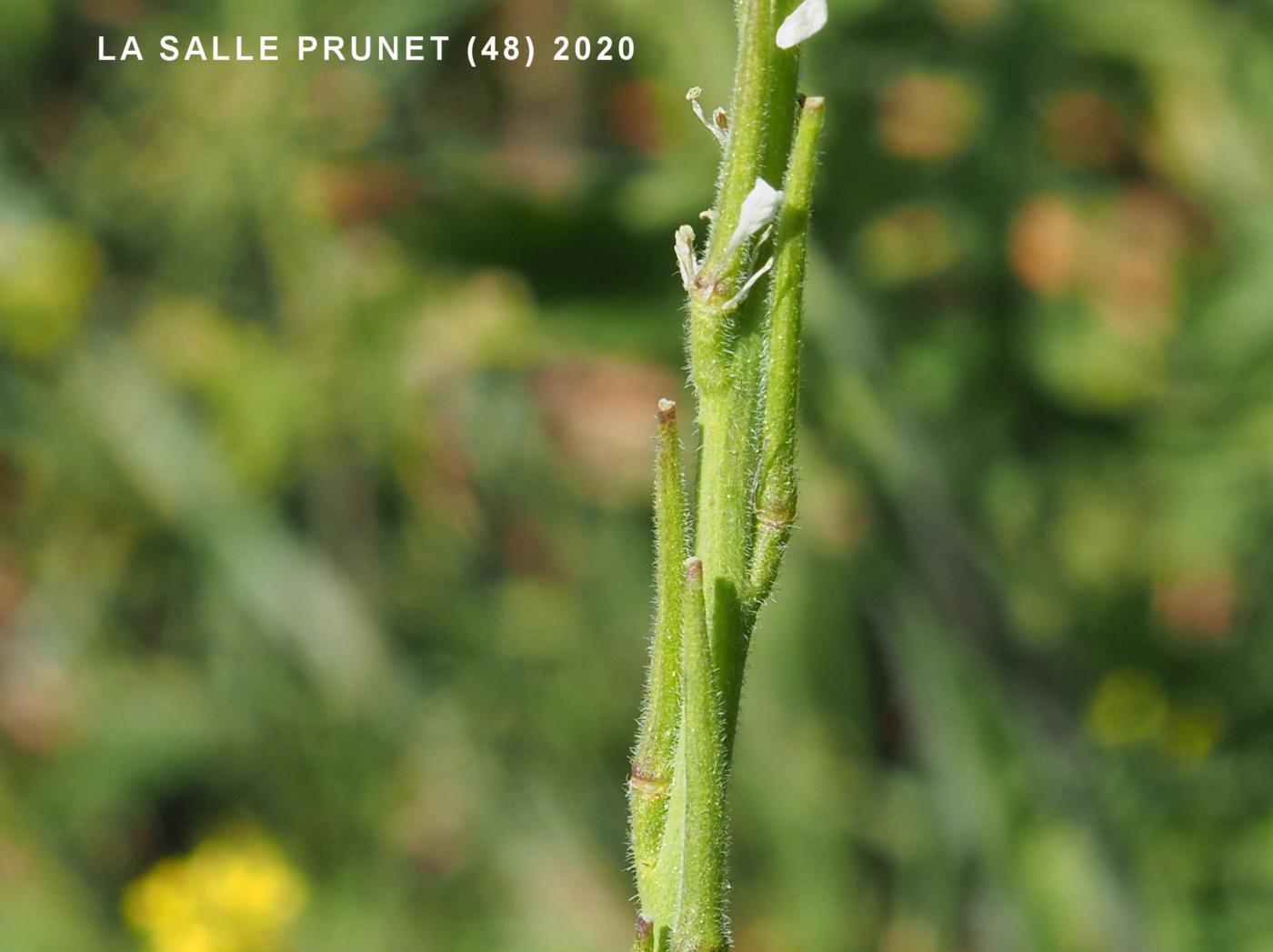 Hedge Mustard fruit